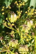 Prangos ferulacea